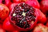 *SWEET DWARF POMEGRANATE TREE* 10 SEEDS *rare* #1056