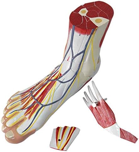 通販 激安 足の解剖学的モデルpvcプラスチック手描きの主血管神経モデル医療教育トレーニングエイド 3パート