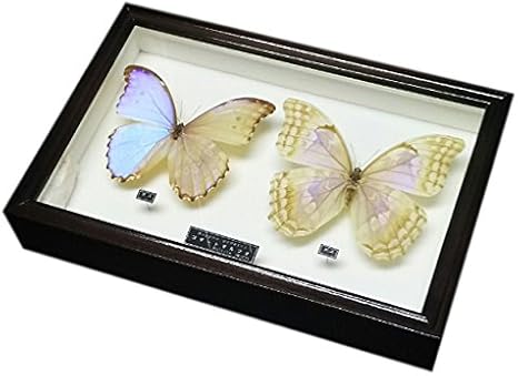 Amazon 見る者を魅了する美しい蝶の標本 名和昆虫博物館 企画 製作 ゴダートモルフォ蝶の雌雄セット標本 生態 採集 おもちゃ Amazon 見る者を魅了する美しい蝶の標本 名和昆虫博物館 企画 製作 ゴダートモルフォ蝶の雌雄セット標本 生態 採集 おもちゃ