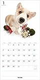 Image de THE DOG Wall Calendar 2018 Welsh Corgi