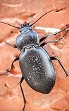 Notebook: Beetle animal insect nature animal world insect larva species weevil firefly exoskeleton by Wild Pages Press