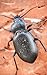 Notebook: Beetle animal insect nature animal world insect larva species weevil firefly exoskeleton by Wild Pages Press