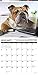 Bulldog Bad Boys 2020 Wall Calendar (Dog Breed Calendar)