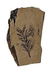 The Geode Mine Genuine Fossilized Leaf from The