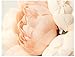 DOINSHOP Artificial Peony Silk Flower Leaf Home Wedding Party Décor 1 Bouquet 6 Heads (Pink)