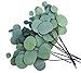 Faux Silver Dollar Eucalyptus | 8 Stems | Artificial Classic Silk Greenery Leaves for Floral Arrangement