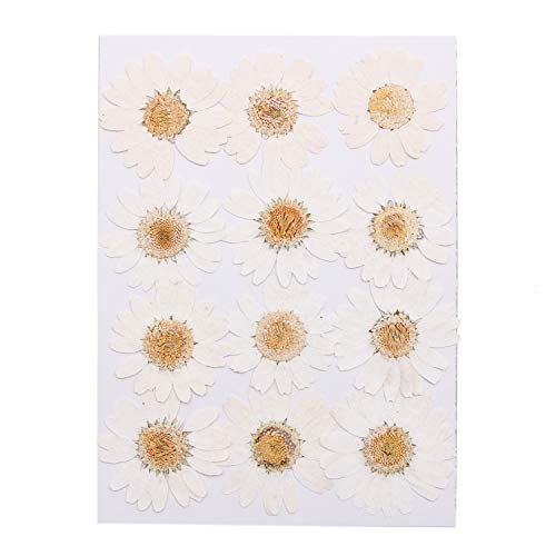 Pomeat 24pcs Daisy Pressed Flower