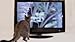 Movies for Cats - The Audio-visual Cat Toy - Catsitter - Vol.1 : Animals That Cats Love - DVD Video - The Fascinating New Tv Experience for You and Your Cat - The Gift 2016: Birthday or Easter Gifts for Cats / Gifts for Cat Friends, Cat Lovers and Cat Fans - New Cat Movie Toys