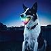 2018 LED Glowing Streak Dog Ball Blinking Pet Toys Lights Up Supplies for Night Play (White)