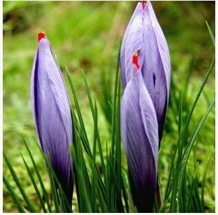 Amazon Co Jp 白鳥のサフランの種 サフランの花の種 サフランのクロッカスの種 それはサフランの球根ではありません 10種子 バッグ ホーム キッチン