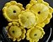 Squash Summer Patty Pan Gold Bush Scallop QU138 (Yellow) 25 Organic Heirloom Seeds by David's Garden Seeds