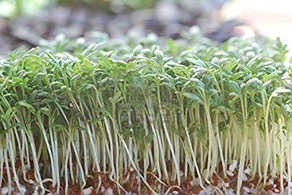 Creative Farmer Vegetable Seeds Sprouting Clover Microgreens Seeds - Clover Microgreens Seeds Seeds For Organic Gardening Home Garden Seeds