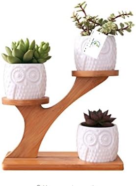 Adopt Plants High Quality Ceramic Owl Shape Pots Office Decorative Succulent Plant With 3 Planters with genuine wood Shelf