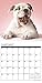 Just Bulldog Puppies 2017 Wall Calendar (Dog Breed Calendars)