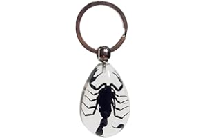 FlyingBean KeyChain With Real Insect Specimens, Animal Taxidermy Collection, KeyRing Crafts