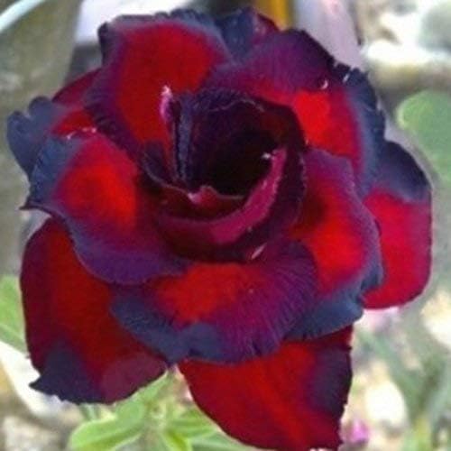 XIANJIA - 100 Pieces Desert Rose Seeds Exotic Rose Flower Seeds Hybrid Tea Seeds for Your Garden Balcony Long Flowering Hardy Perennial (6)