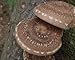 100 Shiitake 100 Mushroom Plug Spawn Edible Mycelium Plugs