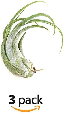 The Drunken Gnome AIR PLANTS – PAUCIFOLIA SMALL – 3 PACK air purifying flowering tillandsia for terrarium, fairy garden starter kit, home office, indoor outdoor, corporate gift (3 PACK, Small - 2-4")