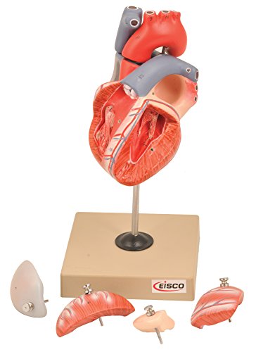 EISCO Human Heart Model, 7 Parts
