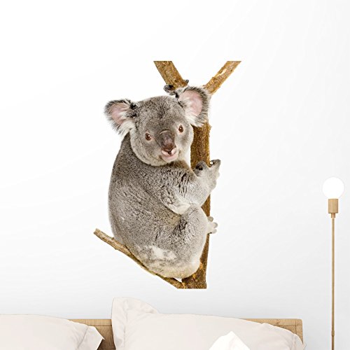 Koala Wall Decals Kritters in the Mailbox Koala Wall Decal