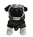 Doug the Pug, 