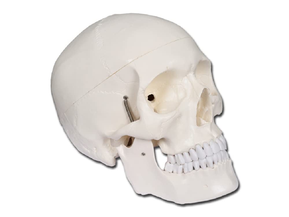 Gima 40155 - Skull Model, White, Value Line, Separable into 3 parts, for Teaching, Medical Practice, Students, Magnification 1 X