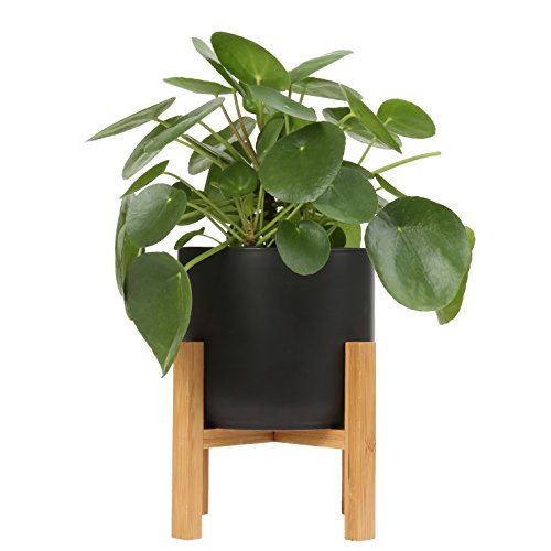 Costa Farms Chinese Money Plant, Pilea Peperomioides, Sharing Indoor Plant, Mid Century Planter and Plant Stand, Black, 14-Inches Tall