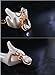 Rigant Gold Plated Heart Cut & Teardrop Swarovski Elements Crystal Bow Tie Cat Animal Pendant Long Chain Necklace