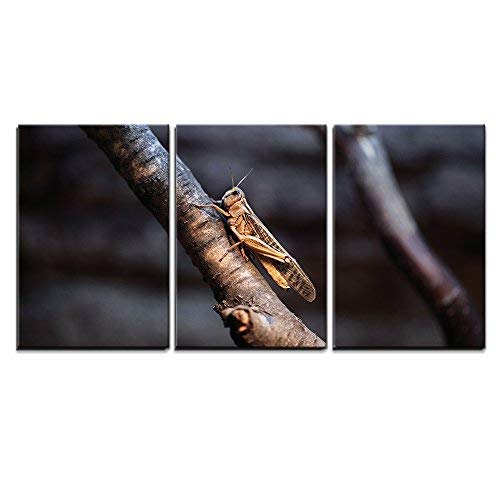 Desert Locust (Schistocerca Gregaria) Wildlife Animal Home Art x3 Panels
