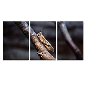 3 Piece Canvas Wall Art - Desert Locust (Schistocerca Gregaria). Wildlife Animal. - Modern Home Art Stretched and Framed Ready to Hang - 16"x24"x3 Panels