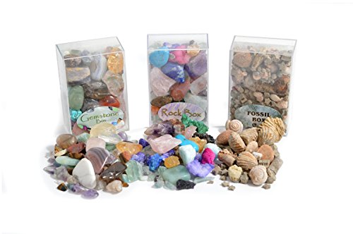 Fossil, Rock & Gemstone Box by Fossil Gift Shop