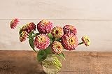 David's Garden Seeds Flower Zinnia Queen Lime Red