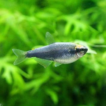 Amazon 熱帯魚 スーパーブルー インパイクティス ケリー メス １匹 北海道 九州航空便要保温 Charm チャーム 観賞魚 水中生物 通販