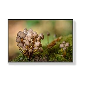 Canvas Wall Art for Living Room, Bedroom Mushroom Framed Canvas Prints for Home Decoration Ready to Hang - 16x24 inches