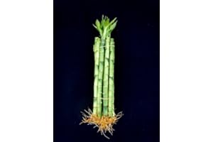 10 Stalks of 10 Inches Straight Lucky Bamboo for Gfits and Fengshui Jm Bamboo