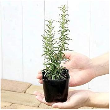 Amazon Co Jp 観葉植物 ハーブ苗 ローズマリー ブルー 立性 3号 1ポット 家庭菜園 ペット用品 Amazon Co Jp 観葉植物 ハーブ苗 ローズマリー ブルー 立性 3号 1ポット 家庭菜園 ペット用品
