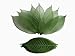 100 pcs Large Leaves Green Skeleton Leaves Rubber Tree Natural Scrapbooking Craft DIY Card Wedding