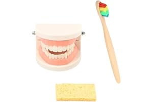 Teeth Model Teeth Brushing and Toiletry Set Early Childhood Education Montessori Teaching for Teaching Fake Teeth Model Tooth