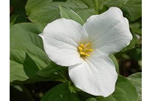 50 Seeds Wft White Trillium Seeds Wildflower Royalty Easy to Seasons, Meaningful Gift.: Package Contain Only Seeds