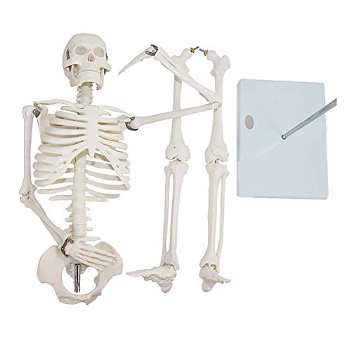 ZQDL 85CM Human Skeleton Model with Spine Nerve Medical Teaching Equipment PVC Environmental Protection Material