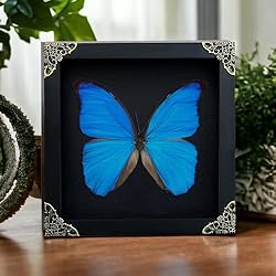 Real Framed Morpho Butterfly Beetle Cicada Scorpion