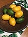 Woooow 12pcs Fake Lemon Artificial Fruits Lifelike Lemons Simulation Lemon Green and Yellow Lemon Mixed Set for Home Fruit Shop Supermarket Desk Office Or Props