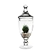 CYS EXCEL Glass Apothecary Jar. H-13.5