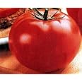 Big Beef Hybrid Tomato 45 Seeds -Colossal Fruit Size!