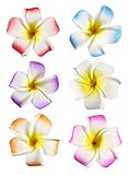 HipGirl 6pc Set 2.5" Hawaiian Plumeria Flower Foam Hair Clip Accessory
