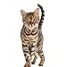 Iams PURRFECT DELIGHTS Pate Adult Wet Cat Food, Chicken, 3 oz. (Pack of 24)