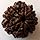 100% Original & Natural and Pure 8 Mukhi/Faced Nepali Rudraksha | 8 Face Rudraksha | Original 8 Face and Eight Mukhi Rudraksha