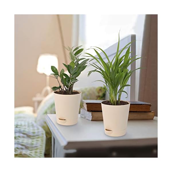 Ugaoo Air Purifier Indoor Plants for Home with Pots- Areca Palm & ZZ Plant - Image 6