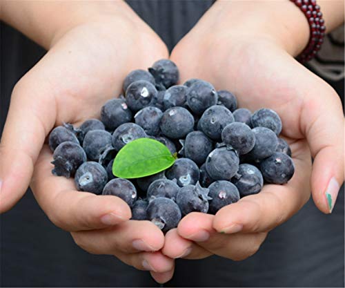 image for Skyseen 50 Pcs Fake Fruit Blueberries Simulation Artificial Lifelike B
