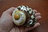 Large South Africa Sarmaticus Turbo Hermit Crab Sea Shell 3